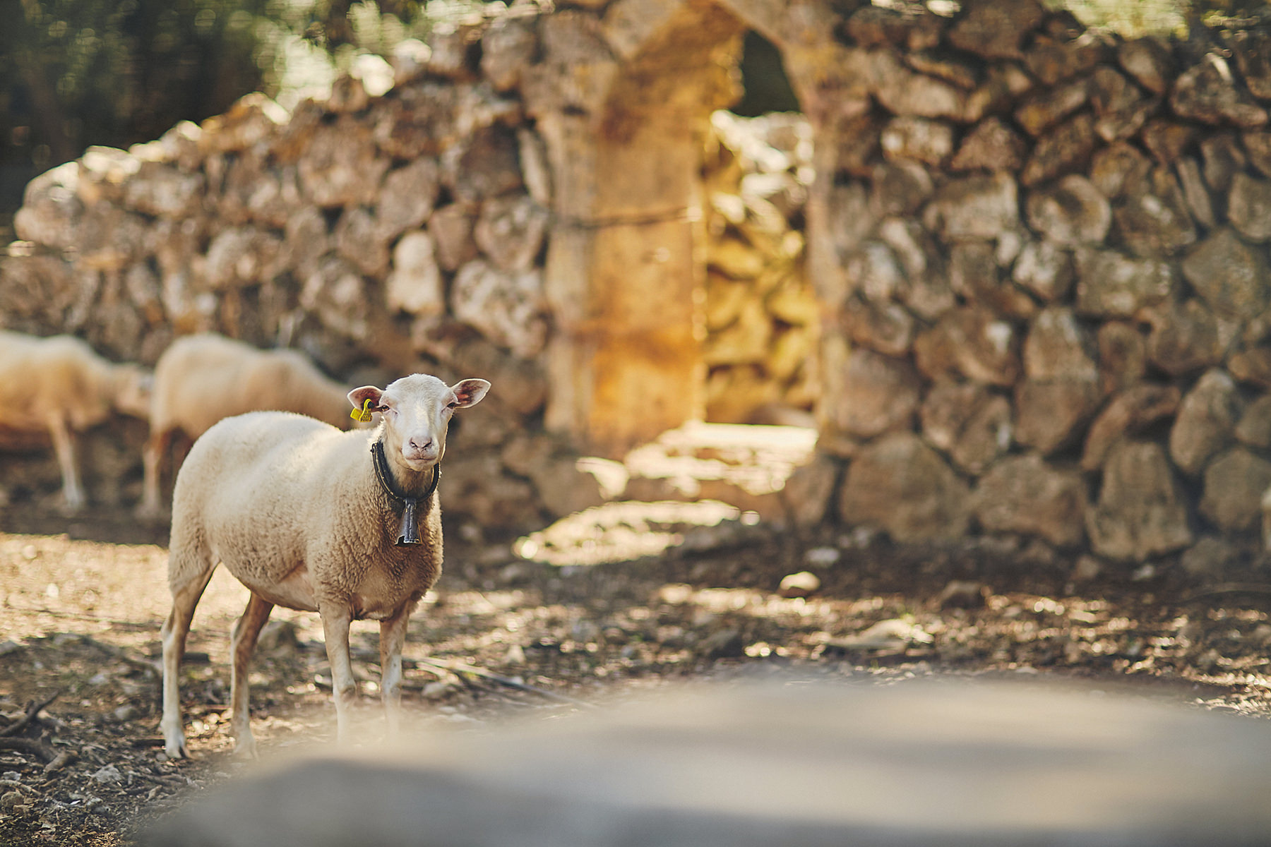 Destination wedding Mallorca