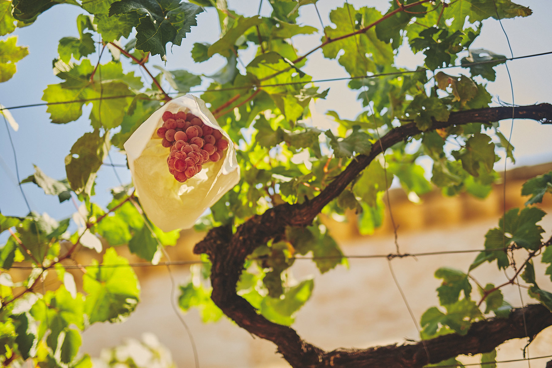 Destination wedding in a magical Mallorca 5