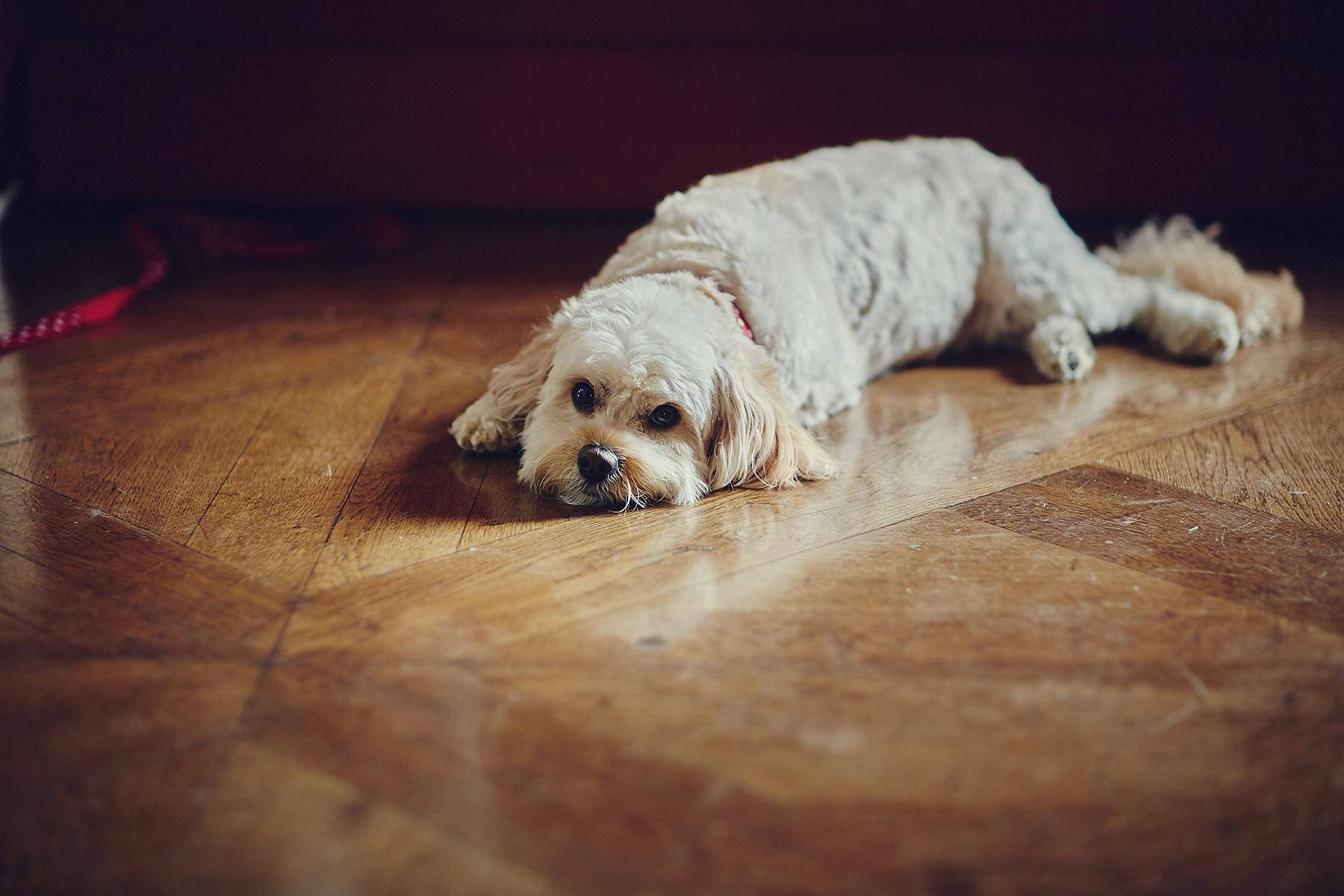 Wedding photos Cliffs at Lyons013